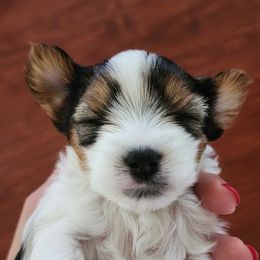 Biewer Terrier and Yorkshire Terrier Puppies from 1.StarDreamPups