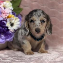 Shadow - Gray (blue) and cream male Dachshund puppy in Lincoln, Arkansas from Red Dirt Dachshunds