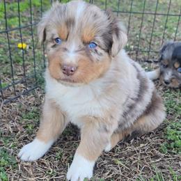 Red Merle Male 2 - Red merle male Australian Shepherd puppy in Crossville, Alabama from Bluff View Aussies