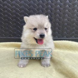 Ajax - Gray and white male Pomsky puppy in Littleton, Colorado from Pikes Peak Pomskies