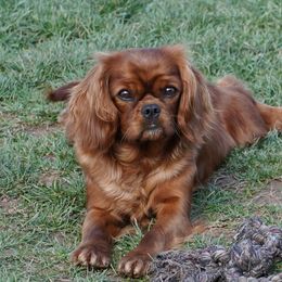 Little Red - Cavalier King Charles Spaniel