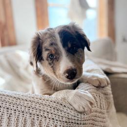 Australian Shepherd Puppies from Canyon River Aussies