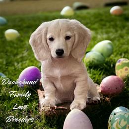 Dachshund Puppies from Dachshund Family Love Breeders