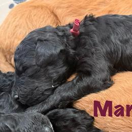 Boy 2 - Black male Bernedoodle puppy in Moulton, Alabama from Triple W Doodles