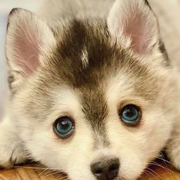 Pomskies from Precious Pomskies