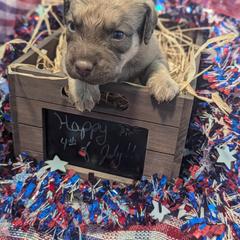 Chesapeake Bay Retriever Puppies from Soap Stone Ridge