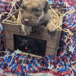 Chesapeake Bay Retriever Puppies from Soap Stone Ridge