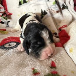 Apalachicola (Cola) - Black white and tan male English Springer Spaniel puppy in Huntingdon, Pennsylvania from Indian Creek Springers and Doxies