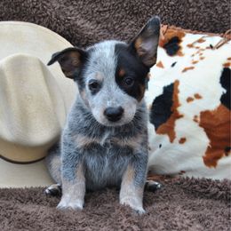 Tanya - Blue speckled female Australian Cattle Dog puppy in Quapaw, Oklahoma from Hudsons Australian Cattle Dogs