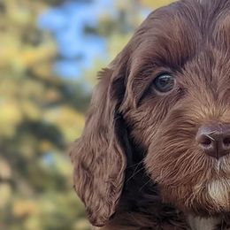 Australian Labradoodles from Paws Beyond The Pines