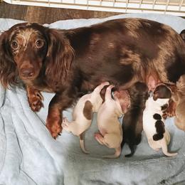 Dachshund Puppies from Wilson's Kennels