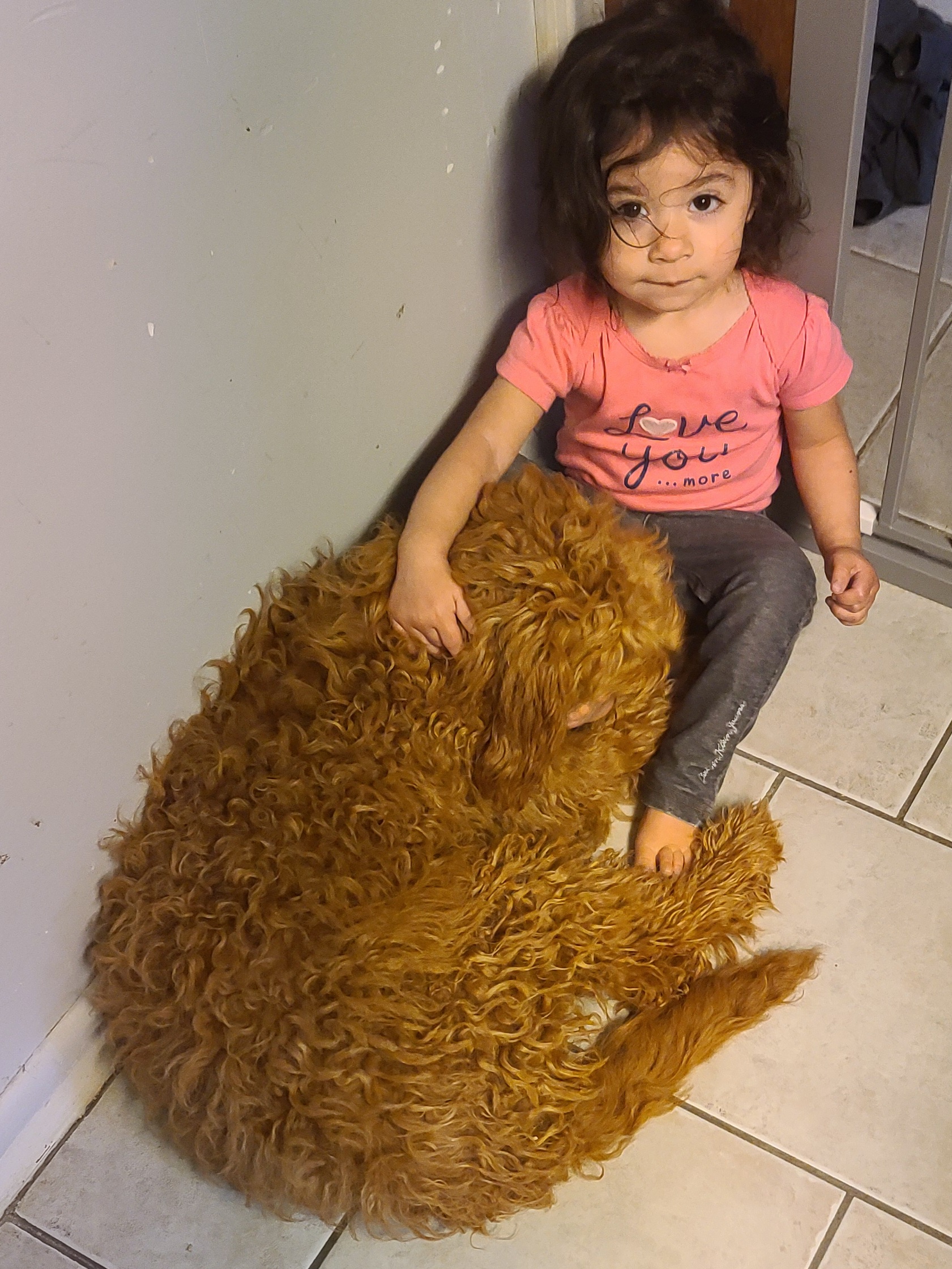 Poodle Puppies from Arrfs Poodles