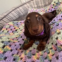 Shuri - Chocolate and tan female Dachshund puppy in Pittsburg, California from Super Hero Dachshunds