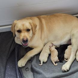 Labrador Retriever puppies from Pure Gem Kennel