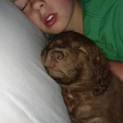 Chesapeake Bay Retriever Puppies from Twin Oak's Chesapeakes