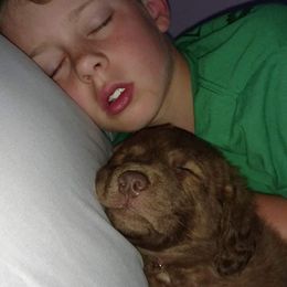 Chesapeake Bay Retriever Puppies from Twin Oak's Chesapeakes