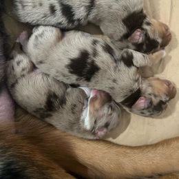 Australian Shepherd Puppies from Dream E River Ranch