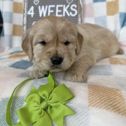 Golden Retriever Puppies from Hailey’s goldens