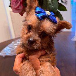 Cheetos - Tan female Yorkshire Terrier puppy in Ocala, Florida from Yorkie  And Shih Tzu Love
