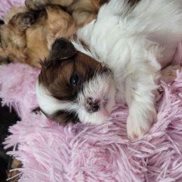 Shih Tzu Puppies from Chimera Shih Tzu
