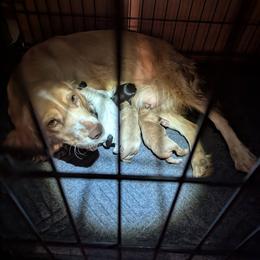 Working home needed - Black white and tan male English Cocker Spaniel puppy in Phillips, Nebraska from Fenloch Gundogs