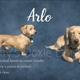 Arlo
