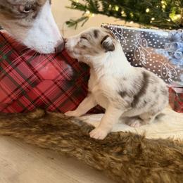 Choco - Red merle male Border Collie puppy in Seguin, Texas from Geronimo Creek Border Collies