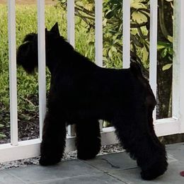 Miniature Schnauzers from Heirs Of Airvue