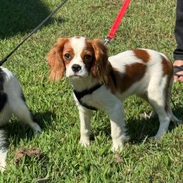 Levi - Blenheim male Cavalier King Charles Spaniel puppy in Scottsdale, Virginia from Royal Heritage Spaniels