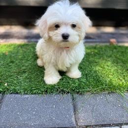 Red - White male Maltese puppy in Massachusetts from Happy Tail Yorkies and Maltese