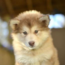 Aquarius - Red and white female Alaskan Malamute puppy in Kingston, Tennessee from North Shore Alaskan Malamutes