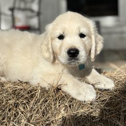 Miss Teal - Light golden female Golden Retriever puppy in Myakka City, Florida from MC Goldens