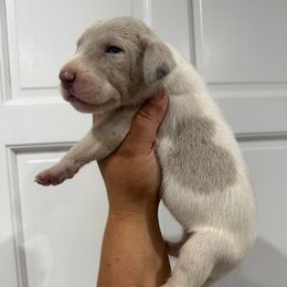 Daenerys - Harlequin female Great Dane puppy in Florida from Beachside Kennels