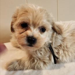 Vanilla - Fawn male Companion Cross puppy in Richmond, Missouri from Natalie's Happy Fur Paw's