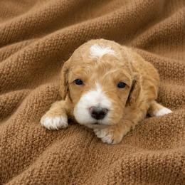 Millie - Red  female Goldendoodle puppy in Sacramento, California from Little legacy doodles
