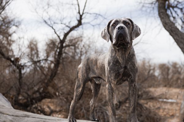 Cane Corso looks out into the distance in the woods