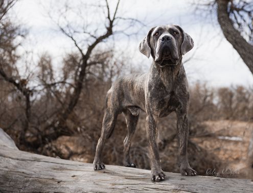 Cane Corso looks out into the distance in the woods