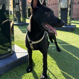 Lilith - Black brindle female Dutch Shepherd puppy in Fayetteville, North Carolina from Iron Sight K9s