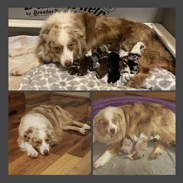 Clover - Australian Shepherd