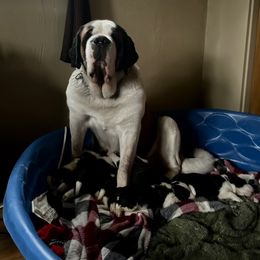 Princess - Saint Bernard