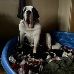 Princess - Saint Bernard