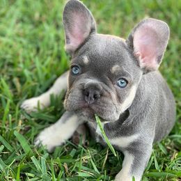 French Bulldogs from Meraki Frenchies LLC