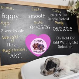 Poppy - Dapple female Dachshund puppy in Hoquiam, Washington from Heyd's Mini Dachshunds