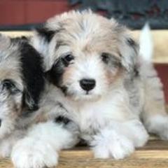 Bernedoodles, Bordoodles, and Poodles from Pacific Northwest Doodles