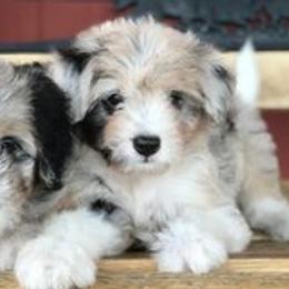 Bernedoodles, Bordoodles, and Poodles from Pacific Northwest Doodles