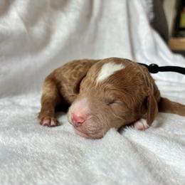 Owl - Buff and white male Cockapoo puppy in Adrian, Oregon from ApplebyFarm