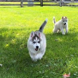 Siberian Husky Puppies from TreeLine Siberians