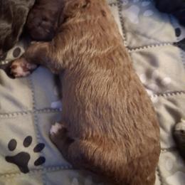 Girl 2 - female Bedlington Terrier puppy in Staten Island, New York from Arkada Sirene Kennel
