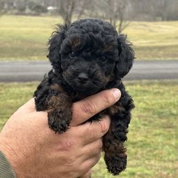 Border Collie and Poodle Puppies from Ross Vegas Kennels