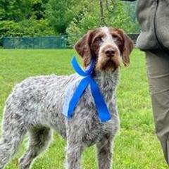 Český Fouseks from Oquassa  Český Fousek